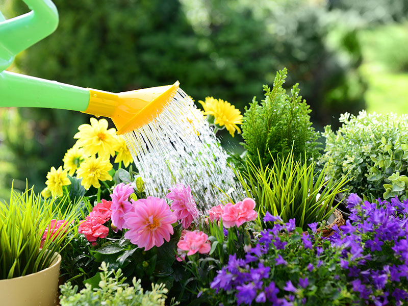 Watering a flower garden