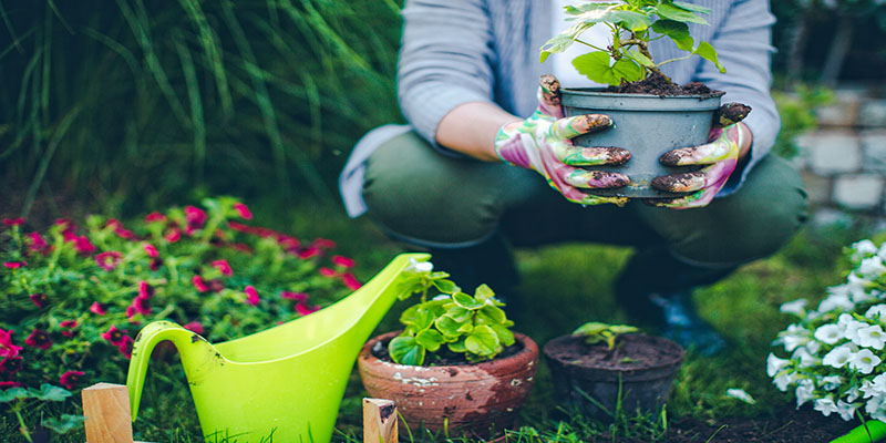 Image on a computer screen of a woman planting a flower garden